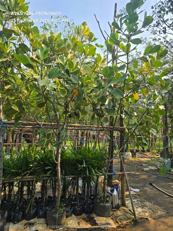 เกล็ดกระโห้ด่าง | สวนป้านิตย์ ปราจีนบุรี - เมืองปราจีนบุรี ปราจีนบุรี