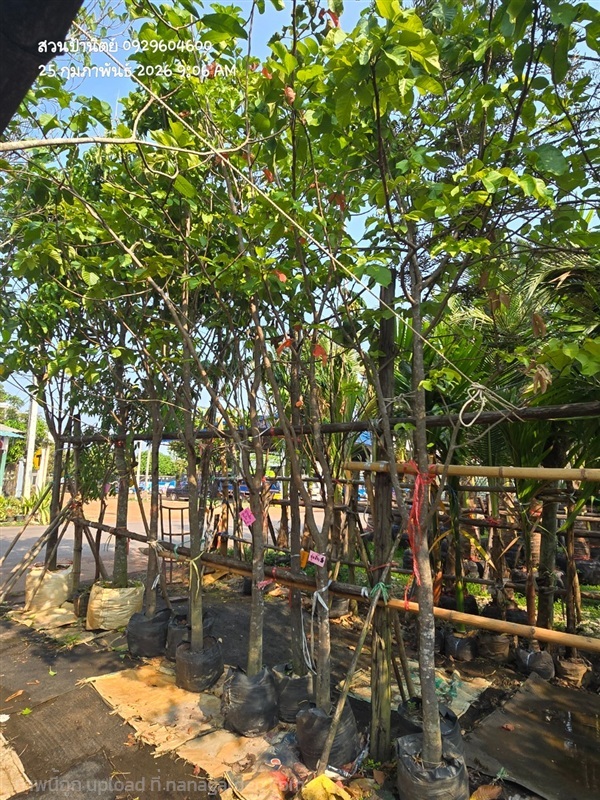 กระท้อนปุยฝ้าย2"3" | สวนป้านิตย์ ปราจีนบุรี - เมืองปราจีนบุรี ปราจีนบุรี