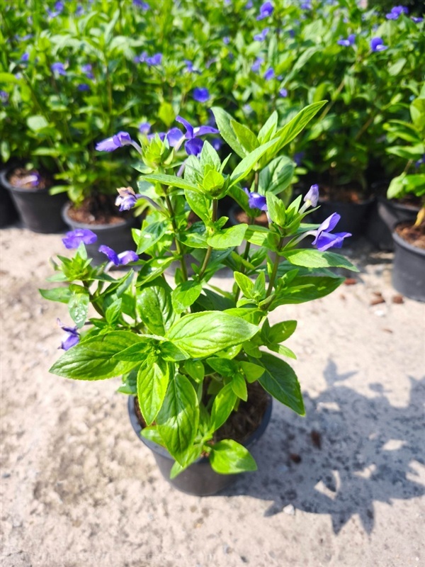 บลูฮาวาย กระถาง 6 นิ้ว สูง 20-30 cm  | เฌอสถาน - บางใหญ่ นนทบุรี