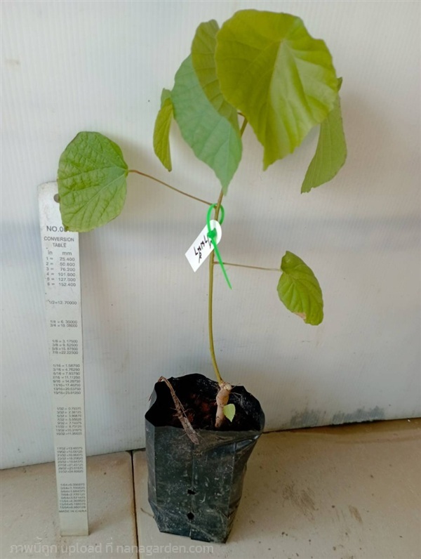 ต้นฝ้ายน้ำ | วรากรสมุนไพร - เมืองนครราชสีมา นครราชสีมา