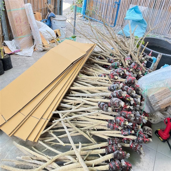 ผักหวานป่า ขายกิ่งตอนผักหวานป่า | เมล็ดพันธุ์ดี เกษตรวิถีไทย - เมืองระยอง ระยอง