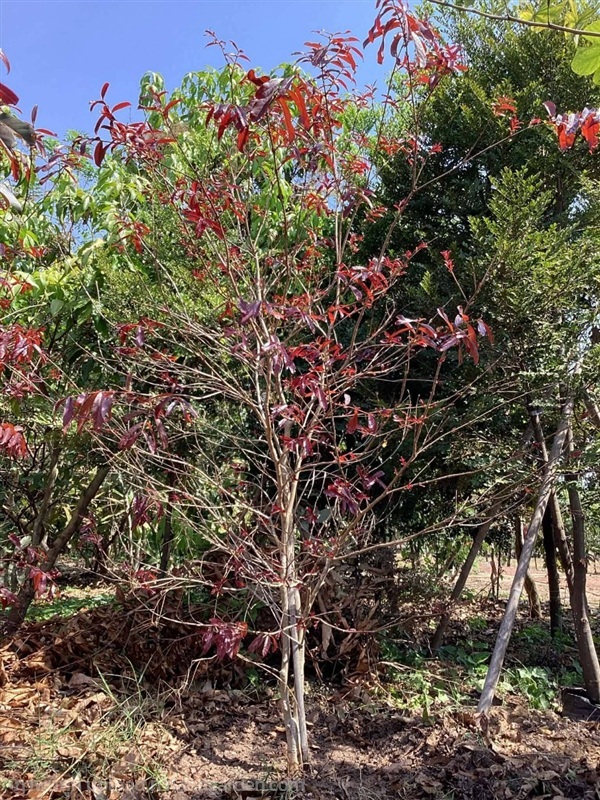 ตะแบกแดง อินโดนีเซีย | สวนสดชื่นพันธุ์ไม้ - บ้านนา นครนายก