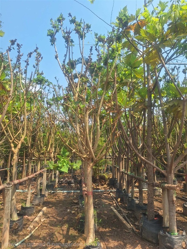 ต้นปริชาติ | สวนสดชื่นพันธุ์ไม้ - บ้านนา นครนายก