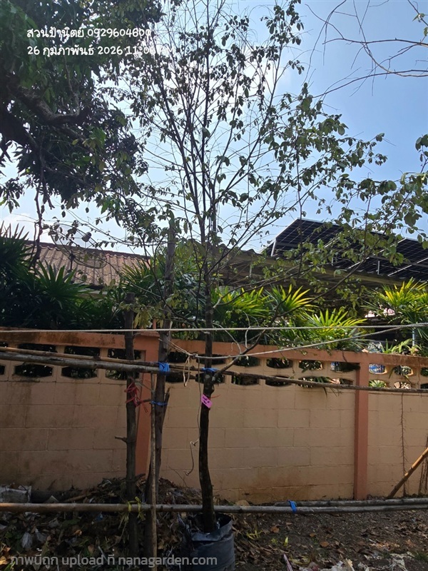 รวงผึ้ง3" | สวนป้านิตย์ ปราจีนบุรี - เมืองปราจีนบุรี ปราจีนบุรี