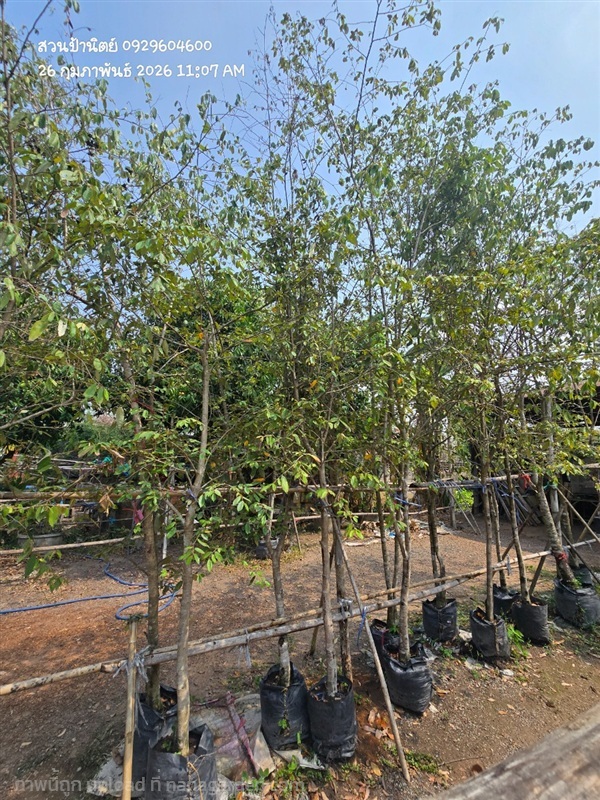 รวงผึ้ง2" | สวนป้านิตย์ ปราจีนบุรี - เมืองปราจีนบุรี ปราจีนบุรี