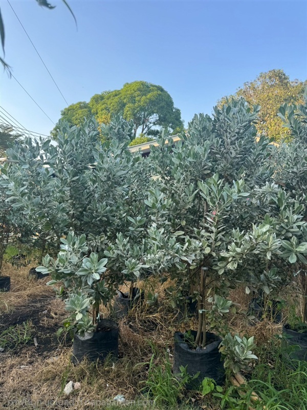 กระดุมใบเงิน (ซิลเวอร์บอสตัน) | วาสนาต้นไม้ - องครักษ์ นครนายก