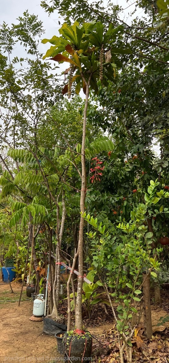 จิกเศรษฐี | Tomm Green - บางไทร พระนครศรีอยุธยา