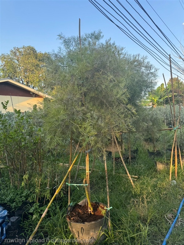 ต้นสนเกรวิลเลีย | วาสนาต้นไม้ - องครักษ์ นครนายก