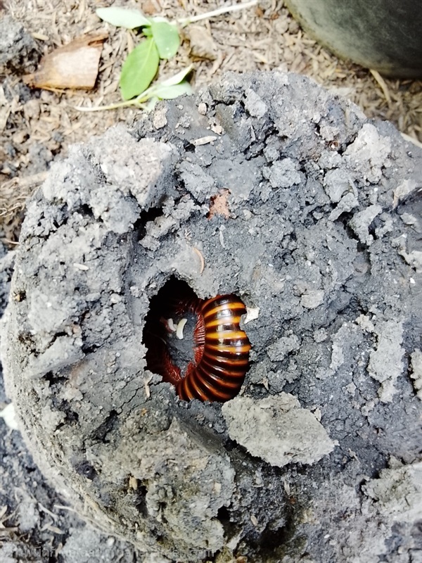กิ้งกือ ตัวกิ้งกือ | สวนยายเกด - พระนครศรีอยุธยา พระนครศรีอยุธยา