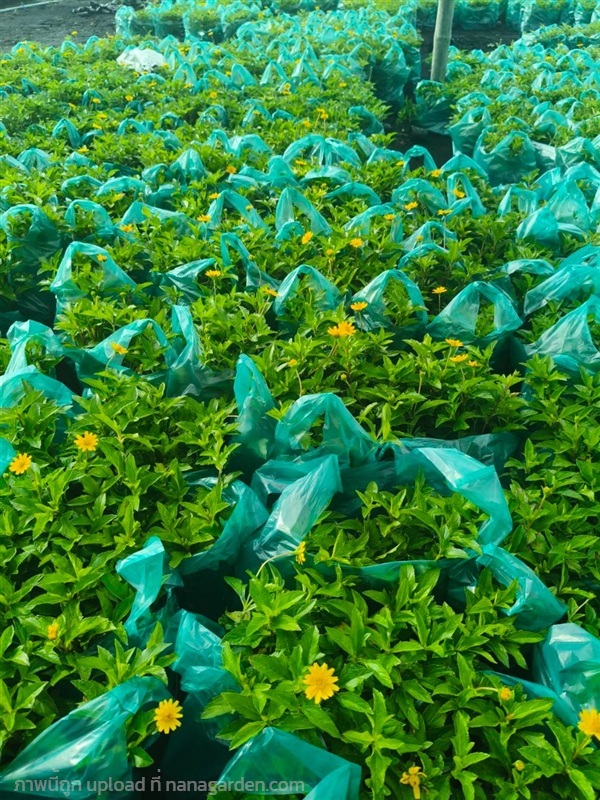 กระดุมทอง | ตรีนัย์การ์เด้นท์ - ปทุมวัน กรุงเทพมหานคร