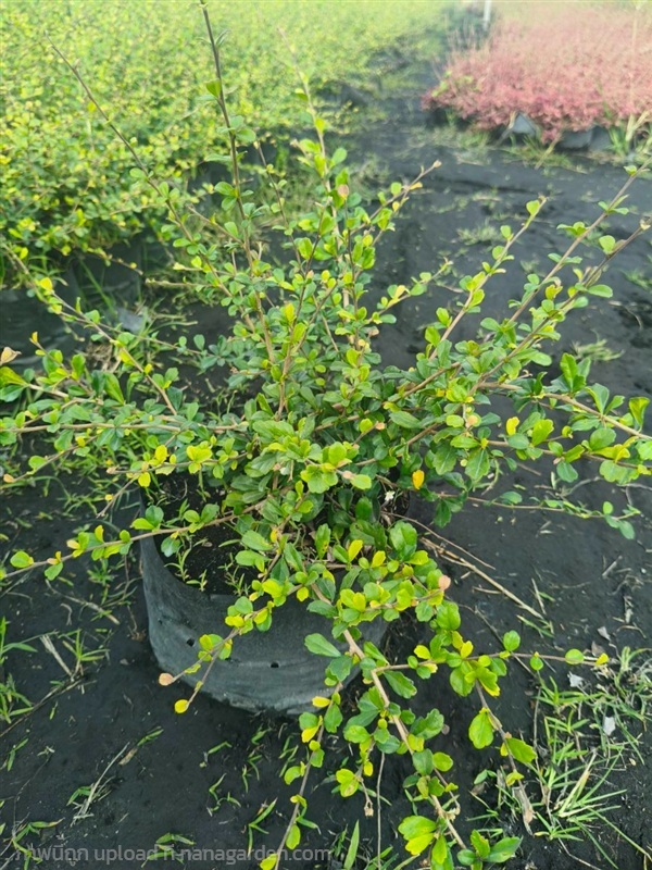 ชาฮกเกี้ยน หรือ ชาดัด | ตรีนัย์การ์เด้นท์ - ปทุมวัน กรุงเทพมหานคร