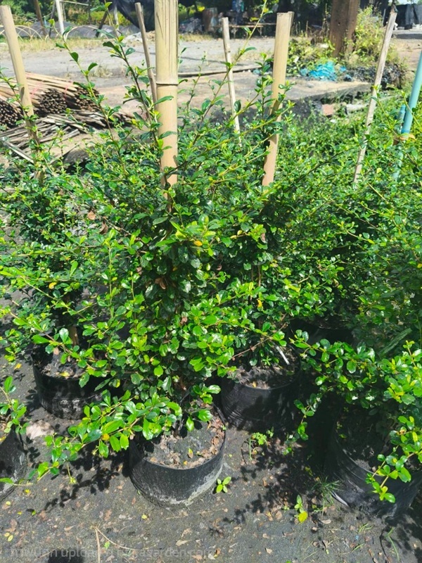 ชาฮกเกี้ยน หรือ ชาดัด | ตรีนัย์การ์เด้นท์ - ปทุมวัน กรุงเทพมหานคร