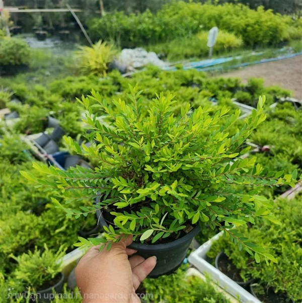 หลิวใบ | ตรีนัย์การ์เด้นท์ - ปทุมวัน กรุงเทพมหานคร