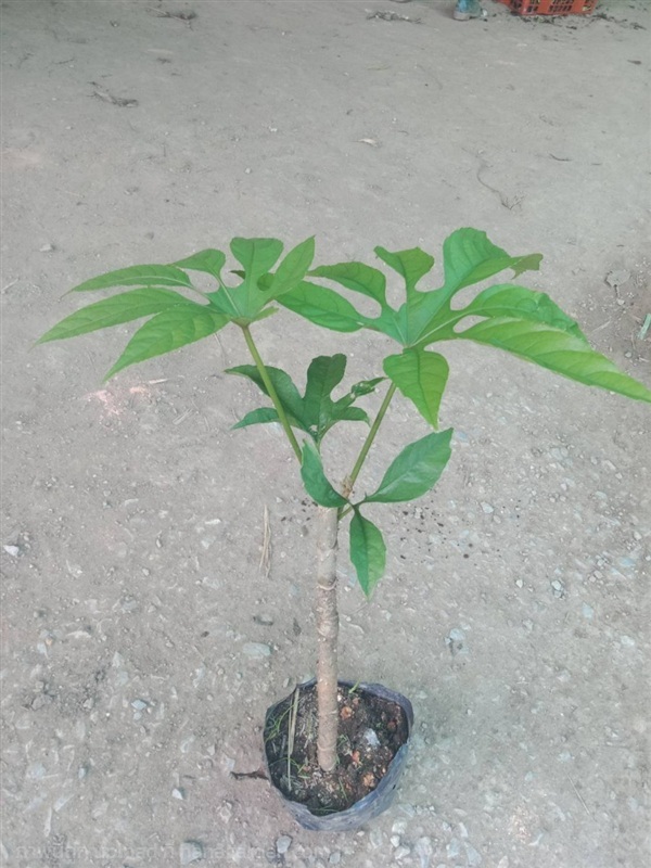 ต้นพันธุ์ ดอกต่าง ต้นต่างหลวง ต้นดอกต้างหลวง 199 บ | เจซีฟาร์ม - เวียงชัย เชียงราย