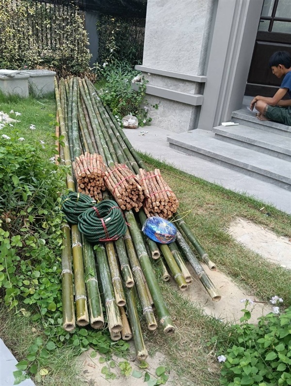 ไม้ไผ่สำหรับทำนั่งร้าน ทาสีบ้าน มีบริการส่ง | mebamboothailand - เมืองนนทบุรี นนทบุรี