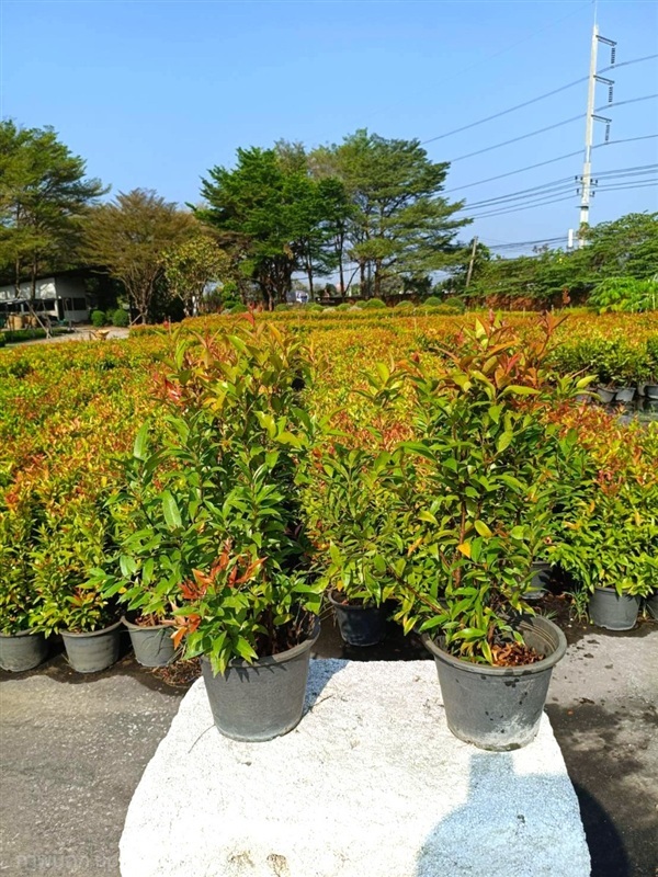 คริสติน่า สูง 50-60 ซม. | ปิยาพัชร การ์เด้น - หนองแค สระบุรี