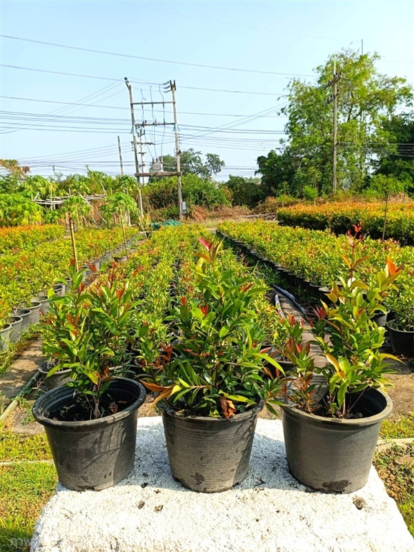 คริสติน่า สูง 30-40 ซม. | ปิยาพัชร การ์เด้น - หนองแค สระบุรี