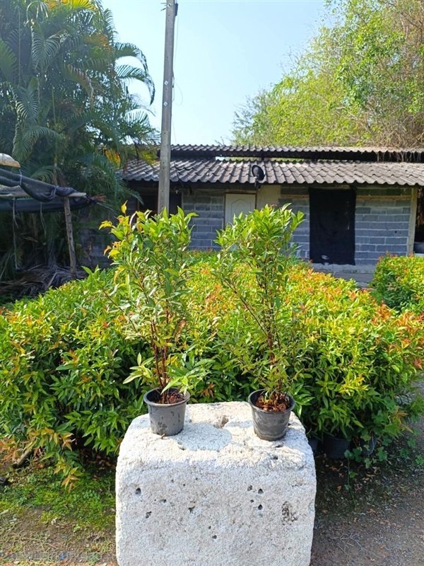 คริสติน่า สูง 70-80 ซม. | ปิยาพัชร การ์เด้น - หนองแค สระบุรี