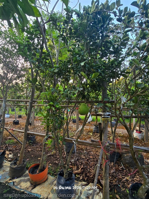 ส้มโอทองดี | สวนป้านิตย์ ปราจีนบุรี - เมืองปราจีนบุรี ปราจีนบุรี