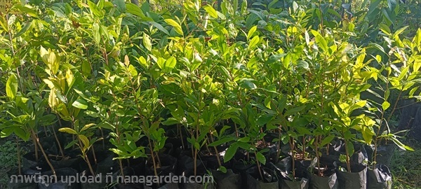 ต้นช้างน้าว | สมบูรณ์จัดหาพันธ์ไม้ - หนองเสือ ปทุมธานี