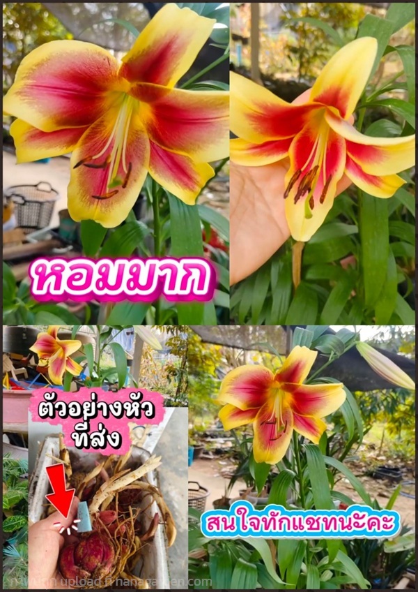 หัว ลิลลี่ พันธุ์ฟลาเวีย Lily Flavia ดอกใหญ่ ต้นสู | Shopping by lewat - เมืองมหาสารคาม มหาสารคาม