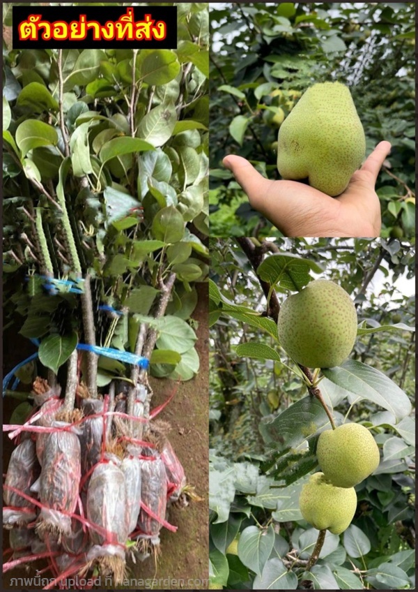ต้นสาลี่น้ำผึ้ง ต้นสาลี่ น้ำผึ้ง  Sweet Pear | Shopping by lewat - เมืองมหาสารคาม มหาสารคาม