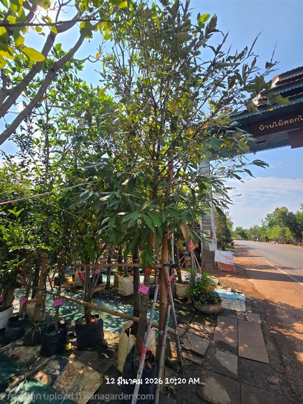 เงินหนุน 3"  | สวนป้านิตย์ ปราจีนบุรี - เมืองปราจีนบุรี ปราจีนบุรี