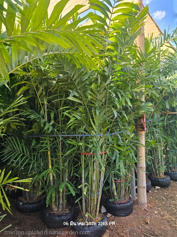 หมากเขียว 3เมตร เย็บตุ้ม | สวนป้านิตย์ ปราจีนบุรี - เมืองปราจีนบุรี ปราจีนบุรี