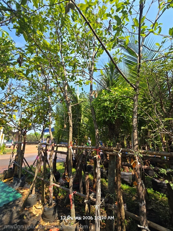 ต้นพยอม 2",3" | สวนป้านิตย์ ปราจีนบุรี - เมืองปราจีนบุรี ปราจีนบุรี