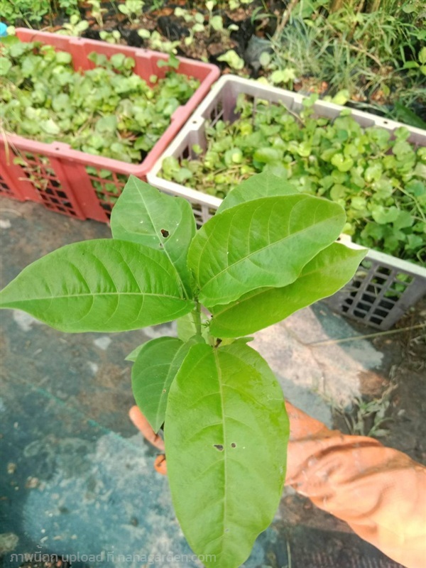 ต้นพันธุ์ เสวรส พร้อมปลูกในถุงดำ 30 บาท ต้นเสาวรส, | เจซีฟาร์ม - เวียงชัย เชียงราย