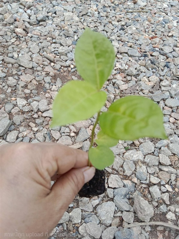 ต้นกล้าเสาวรส  กล้าละ 10บาท  | เจซีฟาร์ม - เวียงชัย เชียงราย