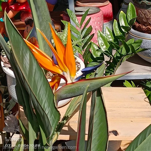 ปักษาสวรรค์ (ส้มขาวชมพู) | ร้านใบไม้1973 - วังน้อย พระนครศรีอยุธยา