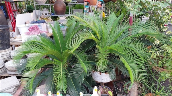 ปรงญี่ปุ่น | ร้านใบไม้1973 - วังน้อย พระนครศรีอยุธยา