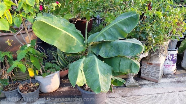 กล้วยหอมเตี้ย (ไม้มงคล) | ร้านใบไม้1973 - วังน้อย พระนครศรีอยุธยา