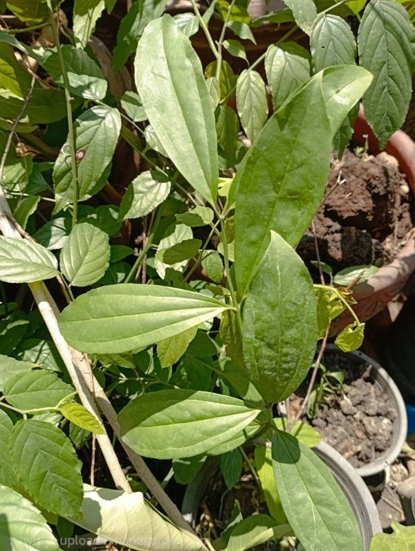 ต้นหนาวเดือนห้า ฝนแสนห่า พระขรรคไชยศรี | วรากรสมุนไพร - เมืองนครราชสีมา นครราชสีมา