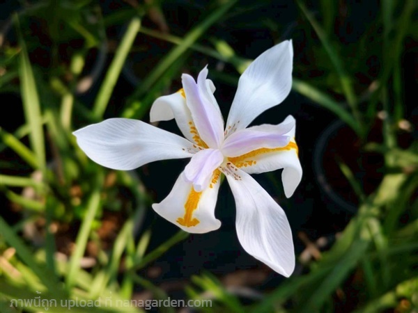 ไอริสดอกขาว กระถาง 10 นิ้ว | บริษัท การ์เด้น เซ็นเตอร์ จำกัด - สวนหลวง กรุงเทพมหานคร
