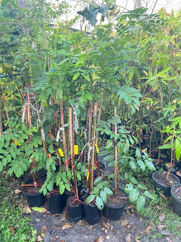 คูนขาว | สมบูรณ์จัดหาพันธ์ไม้ - หนองเสือ ปทุมธานี