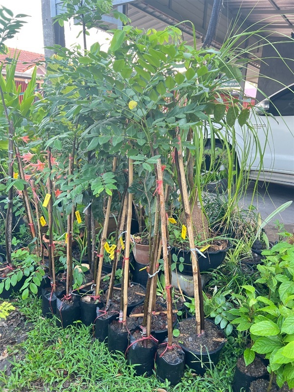 คูนชมพู | สมบูรณ์จัดหาพันธ์ไม้ - หนองเสือ ปทุมธานี