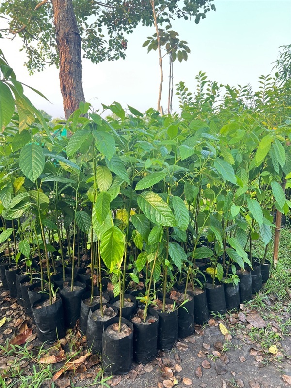 ต้นกระดังงาไทย | สมบูรณ์จัดหาพันธ์ไม้ - หนองเสือ ปทุมธานี