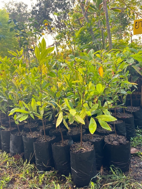 ต้นช้างน้าว | สมบูรณ์จัดหาพันธ์ไม้ - หนองเสือ ปทุมธานี