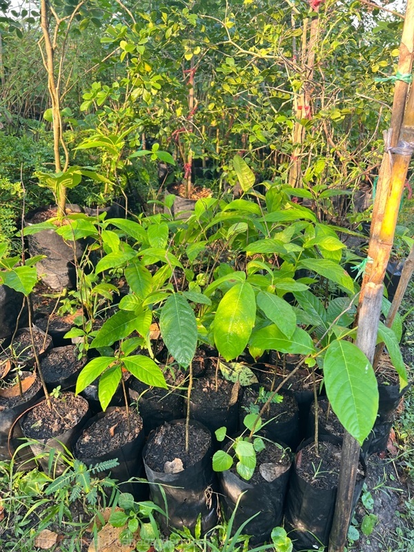 ต้นโมกหลวง | สมบูรณ์จัดหาพันธ์ไม้ - หนองเสือ ปทุมธานี