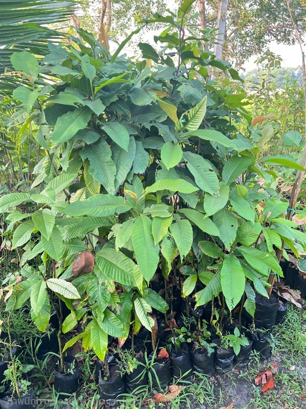 ต้นพาราซานโตส | สมบูรณ์จัดหาพันธ์ไม้ - หนองเสือ ปทุมธานี