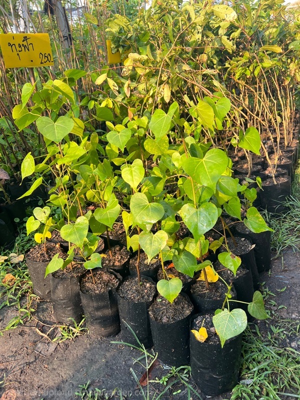 โพธิ์ทะเล | สมบูรณ์จัดหาพันธ์ไม้ - หนองเสือ ปทุมธานี