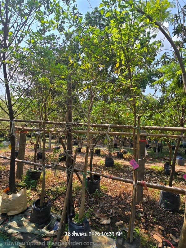 มะตูม2" | สวนป้านิตย์ ปราจีนบุรี - เมืองปราจีนบุรี ปราจีนบุรี