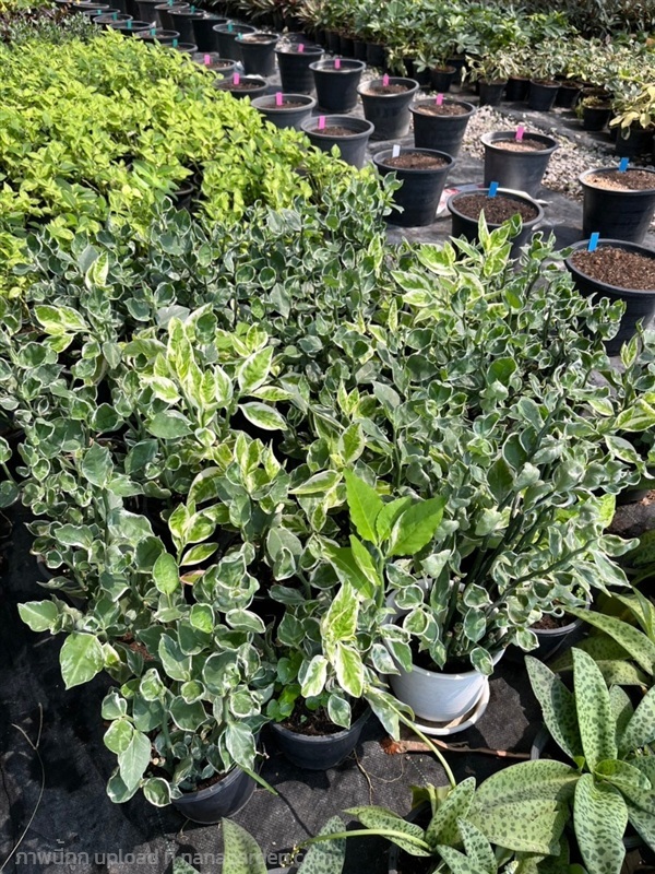 แสยกด่าง  | บริษัท การ์เด้น เซ็นเตอร์ จำกัด - สวนหลวง กรุงเทพมหานคร