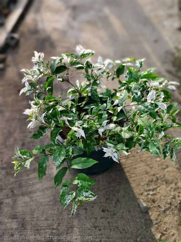 โมกด่าง  กระถาง 10 นิ้ว | บริษัท การ์เด้น เซ็นเตอร์ จำกัด - สวนหลวง กรุงเทพมหานคร