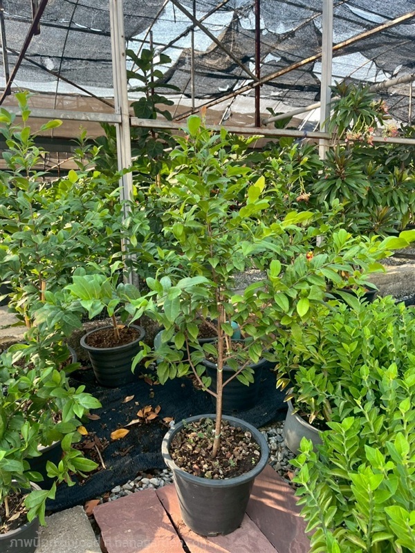 มิกกี้เม้าส์ Ochna thomasiana  | บริษัท การ์เด้น เซ็นเตอร์ จำกัด - สวนหลวง กรุงเทพมหานคร