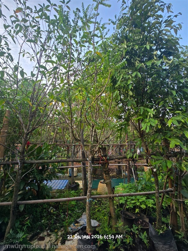 มะยม2"+ | สวนป้านิตย์ ปราจีนบุรี - เมืองปราจีนบุรี ปราจีนบุรี