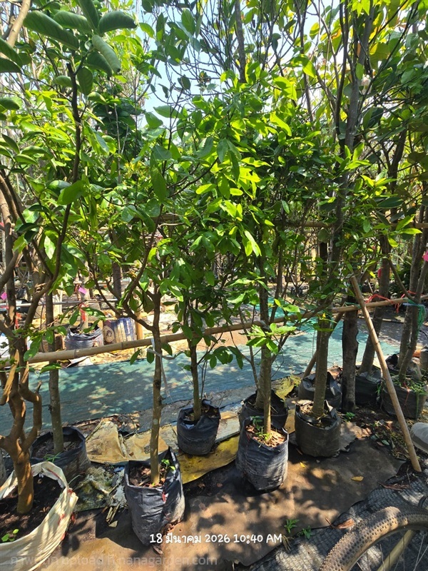 ช้างน้าว | สวนป้านิตย์ ปราจีนบุรี - เมืองปราจีนบุรี ปราจีนบุรี