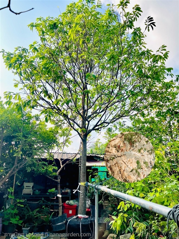 ต้นพยอม | เดือนพันธุ์ไม้มงคล - บางใหญ่ นนทบุรี